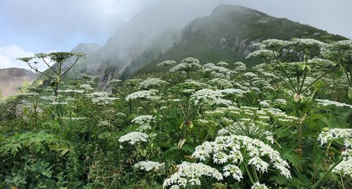 Горы  Сочинского национального парка . Фото Светланы Кравченко для "Кавказского узла"