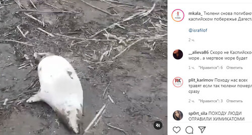 Погибшие тюлени на берегу Каспийского моря. Скриншот сообщения https://www.instagram.com/p/COiLGcnDbB9/