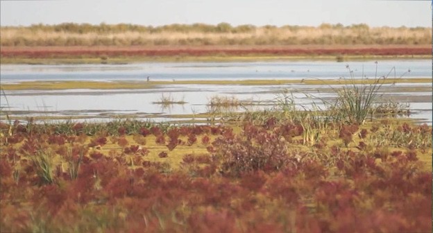 Пересыхающее озеро Сарпа в Калмыкии. Кадр видео 
Агро ТВ https://www.youtube.com/watch?v=3dQR2ziwamw&t=182s 