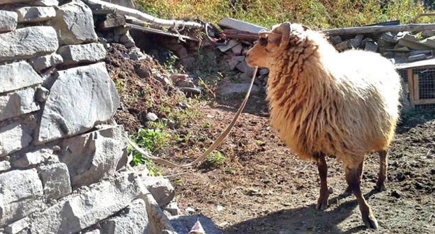 Баран для жертвоприношения. Фото Патимат Махмудовой для "Кавказского узла"