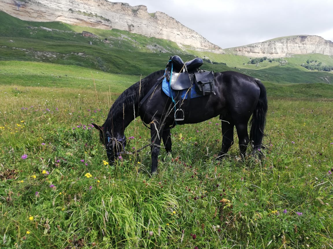 Лошадь участника первого Северо-Кавказского конного туристического похода. Фото предоставлено 
"Кавказскому узлу" организаторами похода Ибрагимом Ягановым и Валерием Поматовым.