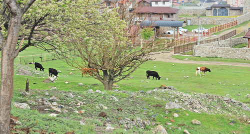 Коровы гуляют в окрестностях Цминти. Фото Эммы Марзоевой для "Кавказского узла"