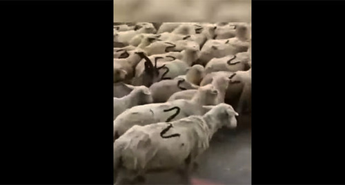 Овцы с символом Z. Cкриншот видео https://www.youtube.com/watch?v=UrqaicvyrSw