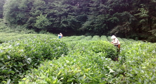 Чайная плантация под Сочи, фото: erapr.ru