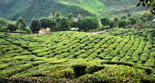 Чайная плантация, фото: shutterstock.com