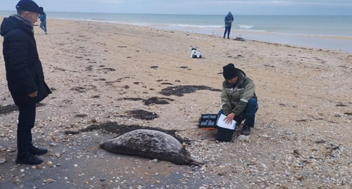 Инспекторы на месте гибели тюленей, стоп-кадр видео "Россия 24"