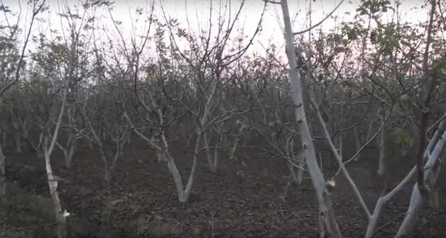 Заброшенный ореховый сад. Стоп-кадр видео канала "Стильные сады". https://www.youtube.com/watch?time_continue=16&v=xC_SdEsYwt8&feature=emb_logo