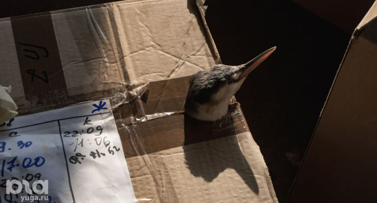 Птицы, спасенные из Анапы. Фото Полины Безверхой, "Юга.ру"