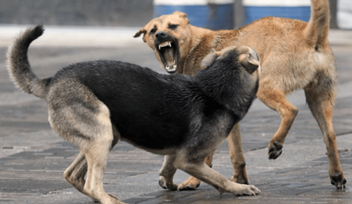 Бродячие собаки. Скриншот фото с сайта https://moscow.er.ru/activity/news/teper-regiony-smogut-prinimat-mery-chtoby-predotvratit-napadenie-bezdomnyh-zhivotnyh-na-lyudej