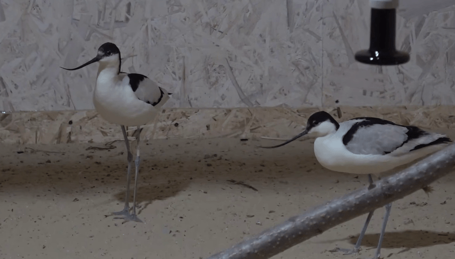Птицы проходят реабилитацию в центре на Жемчужной, 9. Стоп-кадр видео оперштаба Краснодарского края от 01.04.25, https://t.me/opershtab23/13052?single.