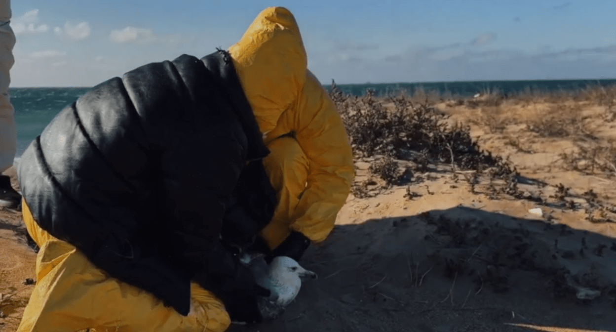 Волонтеры ловят испачканную в мазуте птицу. Стоп-кадр видео Дианы Ким, https://t.me/shtabmira113/5080/5368 от 20.03.25.