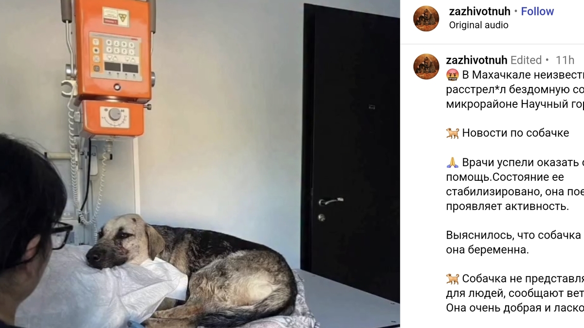 Собака, раненная в Махачкале. Скриншот публикации zazhivotnuh
 / Instagram*