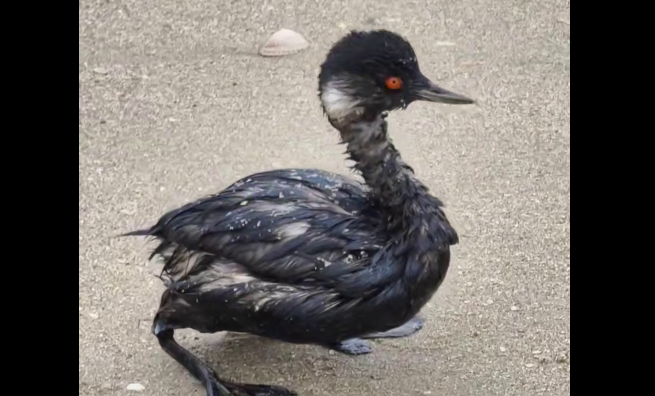 Пострадавшая от мазута чомга. Стоп-кадр видео из Telegram-канала "Маковозовы" от 14.10.25, https://t.me/makovozovy/46253