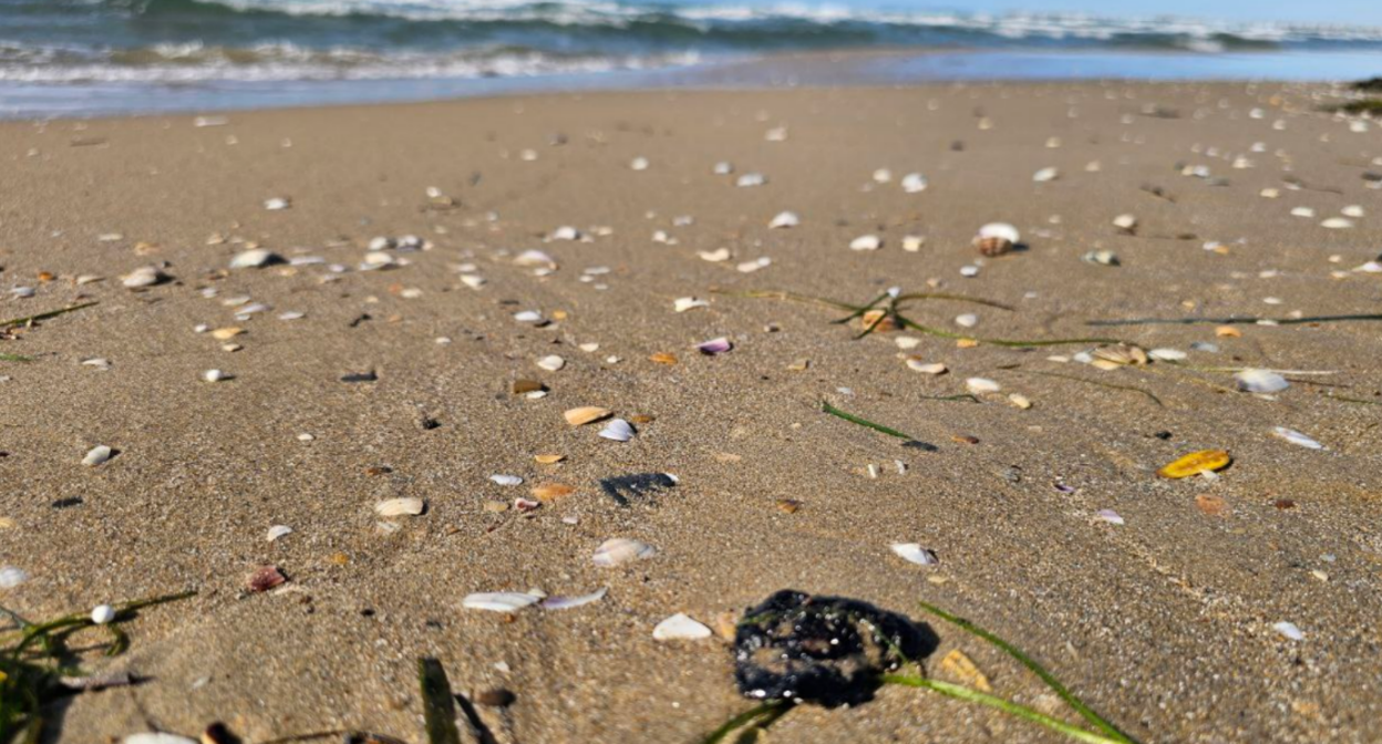 Мазутное пятно в Анапе. Скриншот фото из Telegram-канала Юрия Озаровского от 25.10.25, https://t.me/MoreOz/108767.