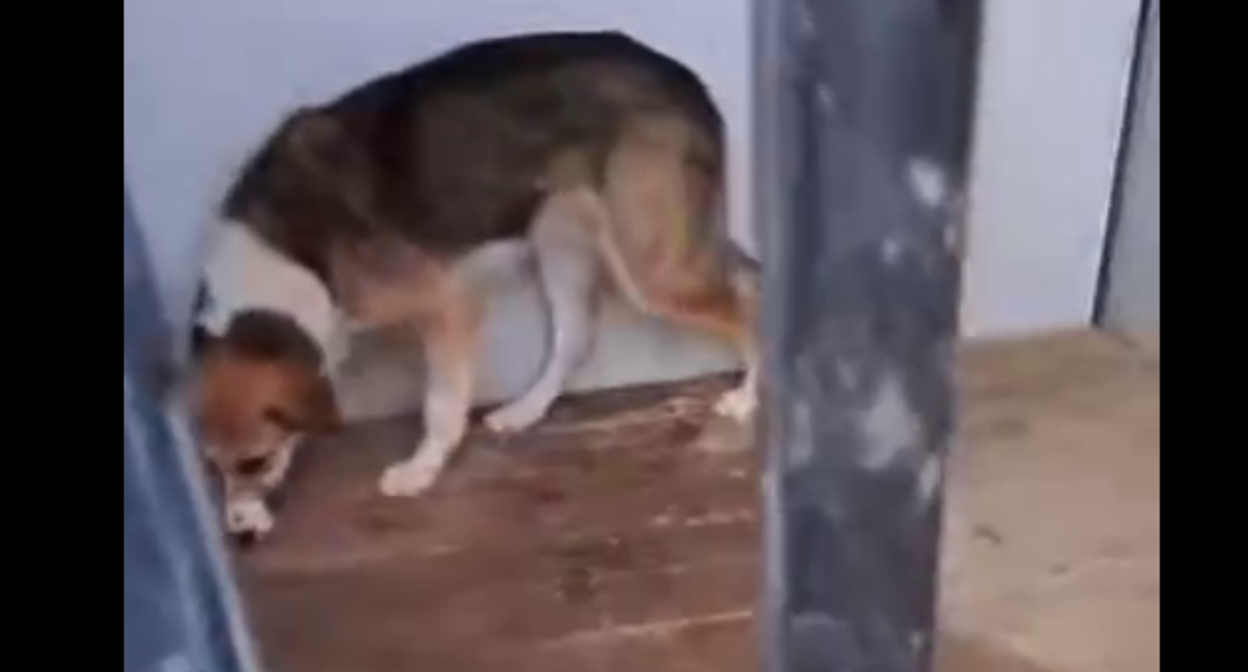 Собака в дербентском приюте. стоп-кадр видео из Telegram-канала "Кайф Дагестана" от 14.01.26, https://t.me/KAIF_Dagestana/23983.