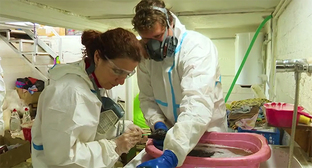 Очистка птиц от нефтепродуктов. 16 апреля 2026 г. Скриншот видео https://t.me/opershtab23/15708