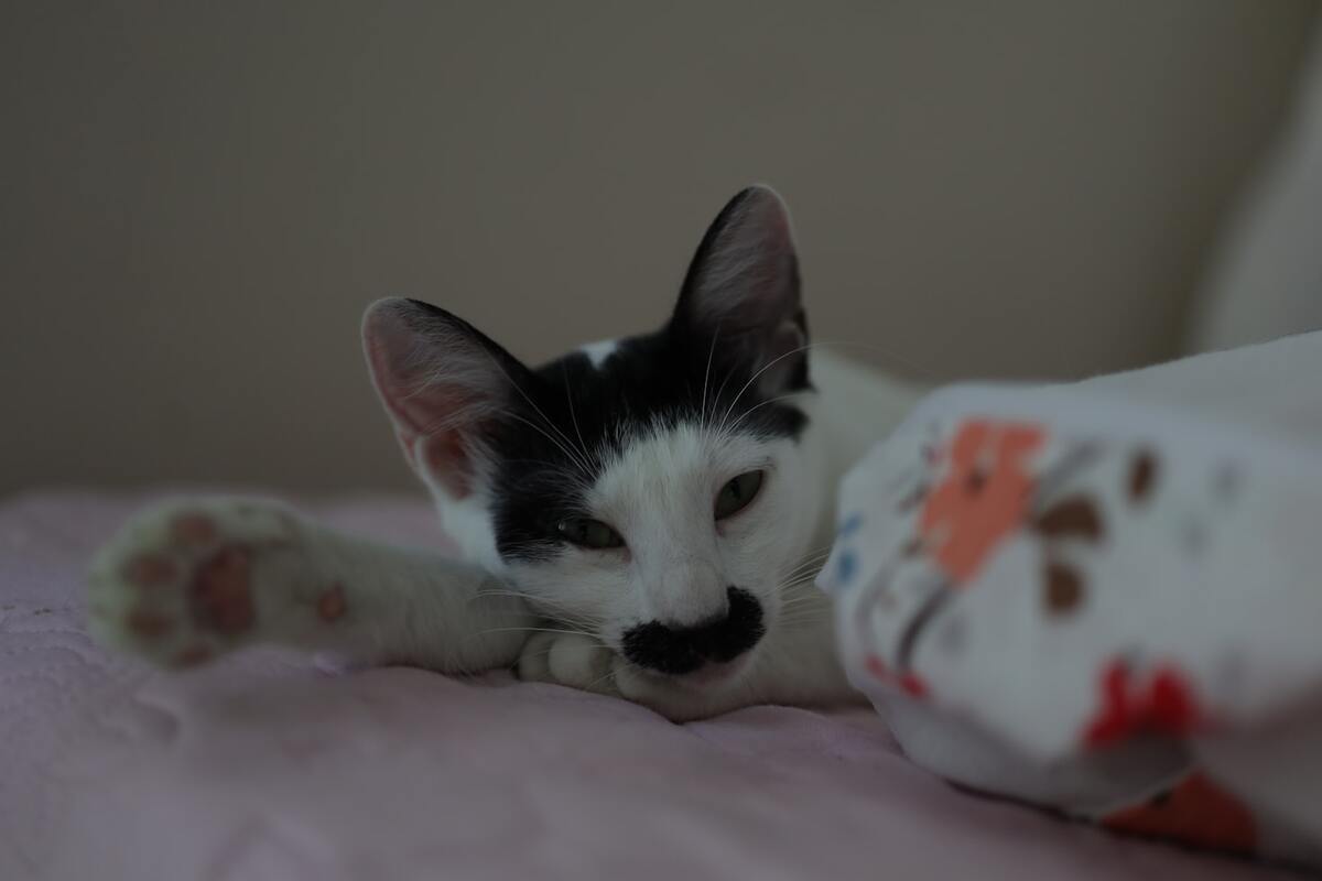 Кот с рисунком усов на морде. Фото: defne heybeli / Unsplash.com
