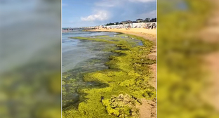 Водоросли на одном из пляжей Анапы. Кадр из видео https://t.me/tipichkras/80252