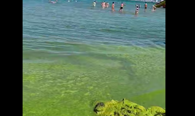 Водоросли на Центральном пляже Анапы. Стоп-кадр видео Юрия Озаровского от 02.07.26,, https://t.me/MoreOz/127919