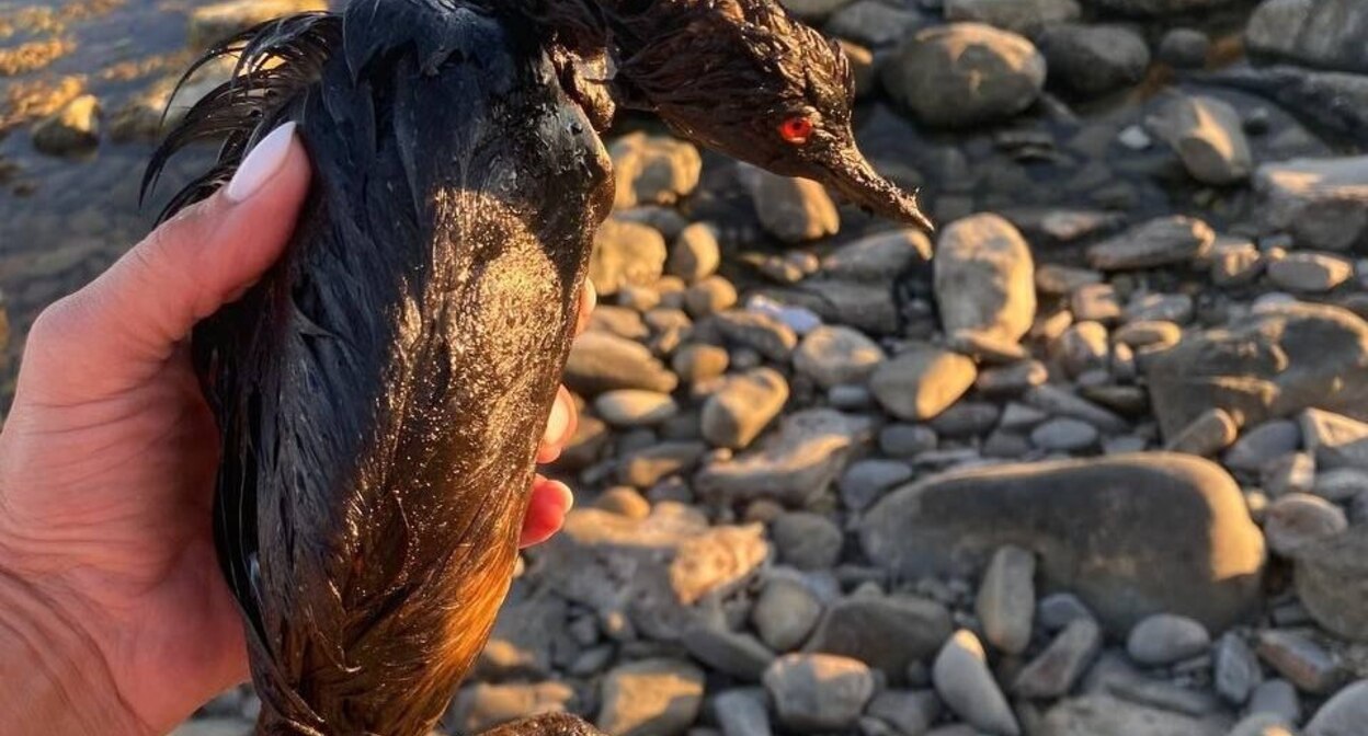 Птица, найденная в районе Мысхако. Фото: Roman_eco / Telegram