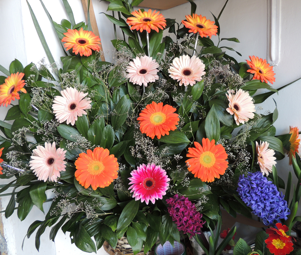 Гербера Гербера