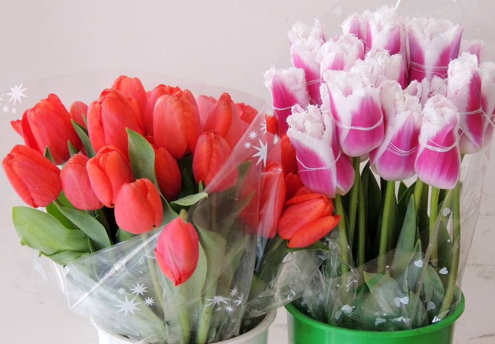 Тюльпаны. Тюльпаны.