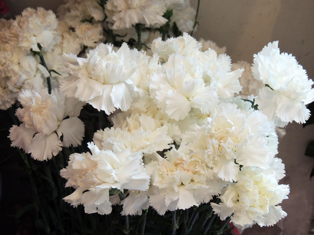 Белые гвоздики. Белые гвоздики.