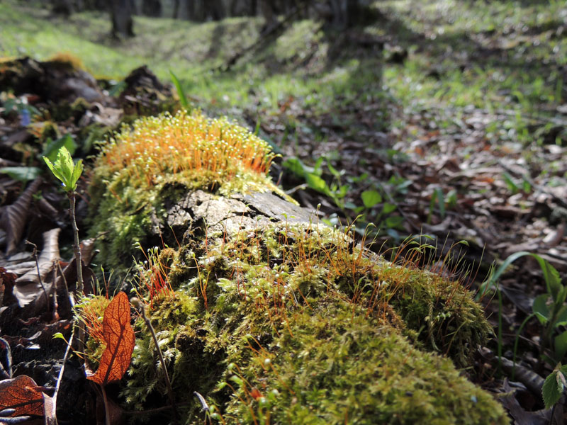 Мох на сваленном дереве. Мох на сваленном дереве.