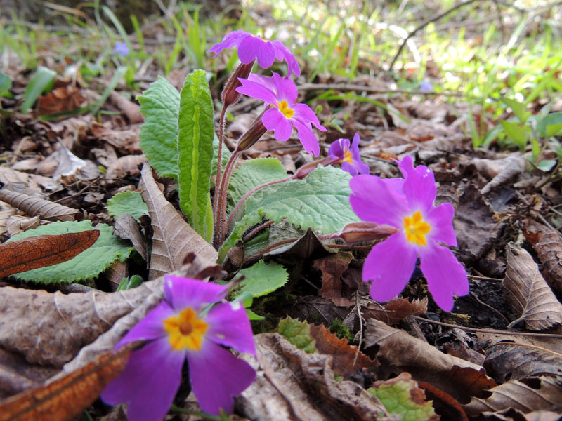 Цветы в весеннем лесу. Цветы в весеннем лесу.