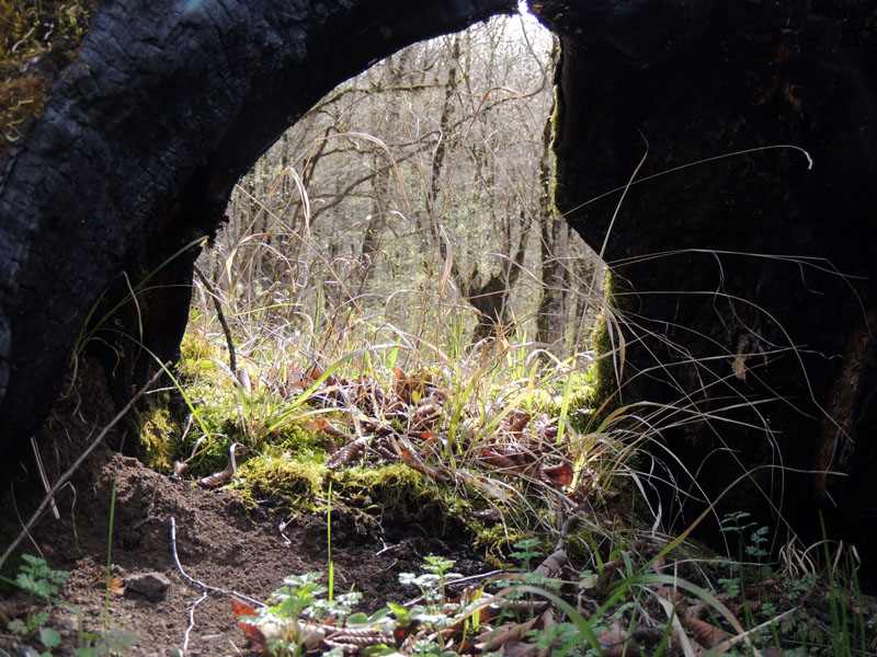 Взгляд через дупло обгоревшего дерева. Взгляд через дупло обгоревшего дерева.