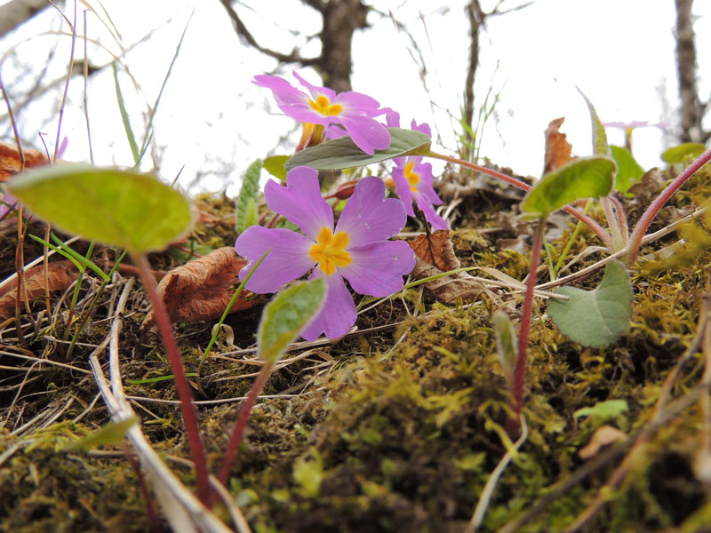 Цветы в весеннем лесу. Цветы в весеннем лесу.