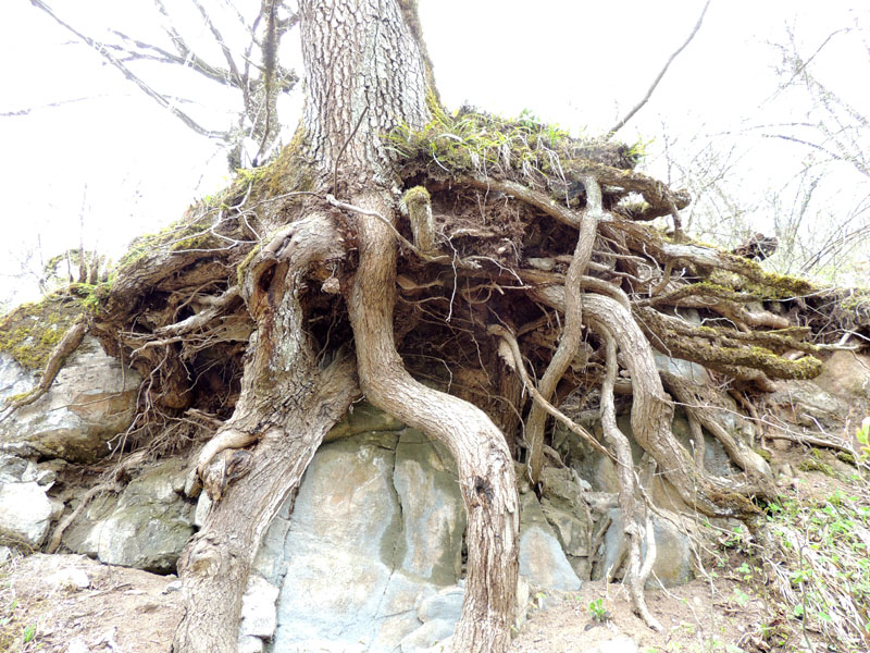 Корни этих деревьев, как щупальца крупного осьминога, по воздуху вонзились в землю, таким образом удерживая само дерево... Корни этих деревьев, как щупальца крупного осьминога, по воздуху вонзились в землю, таким образом удерживая само дерево...