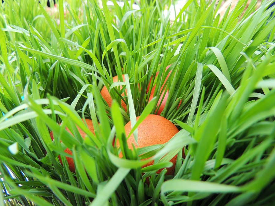 Пасхальные яйца в поросле пшеницы. Пасхальные яйца в поросле пшеницы.