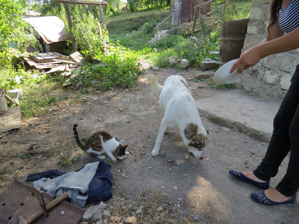 Надо и Полкашу с  Киской накормить. Кстати, своими глазами видел, как Киска устроилась, разлеглась  на спине Полкана, который в тени отдыхал.
