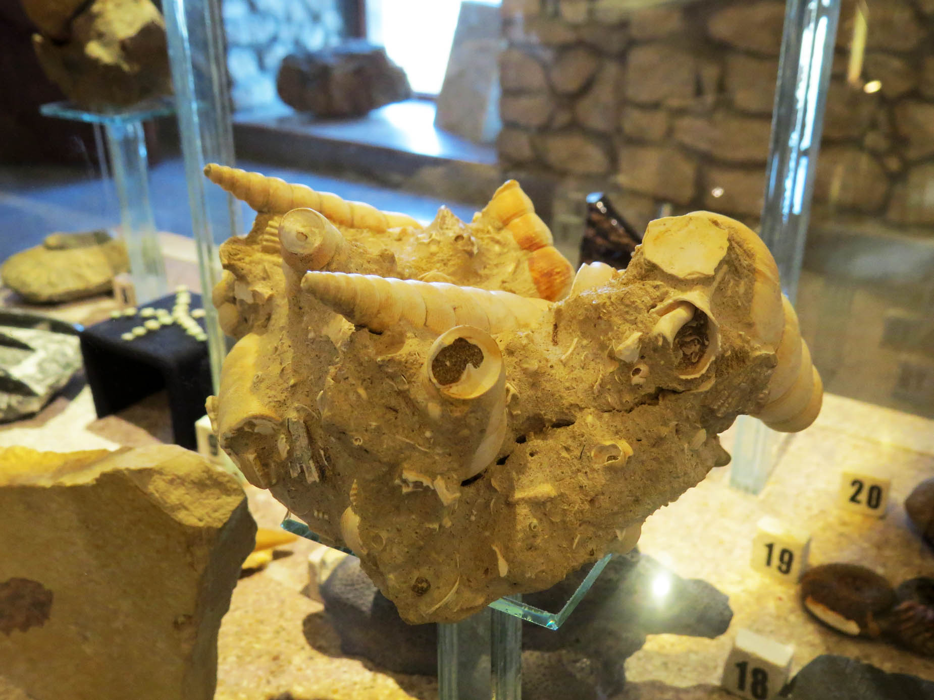 Теритулла. Является раковиной молюсок. Из Франции. Возраст ок.30 млн. лет.