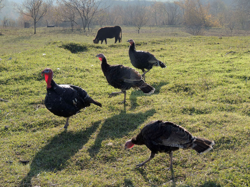 Индейки. с.Ванк. Индейки. с.Ванк.