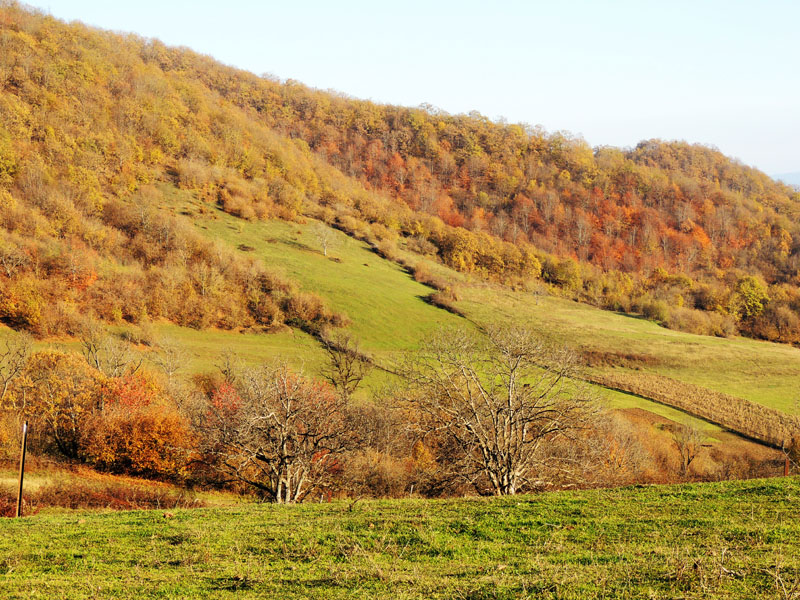 Рыжая успела здесь пробежать... с.Ванк. Рыжая успела здесь пробежать... с.Ванк.