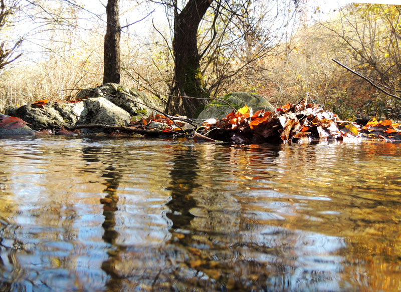 Отражения стволов в воде. Отражения стволов в воде.