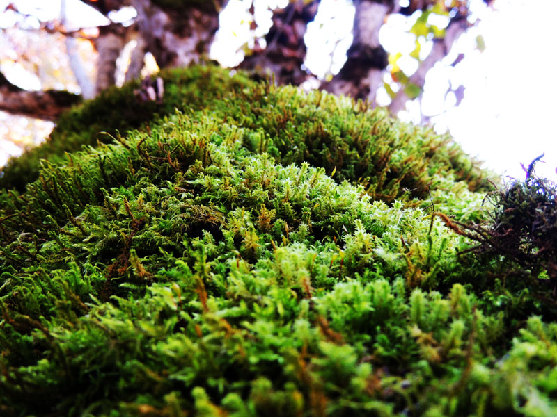 Ярко-сочный мох на стволе дерева. Ярко-сочный мох на стволе дерева.