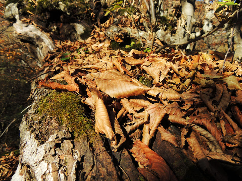 Жухлые листья. Жухлые листья.