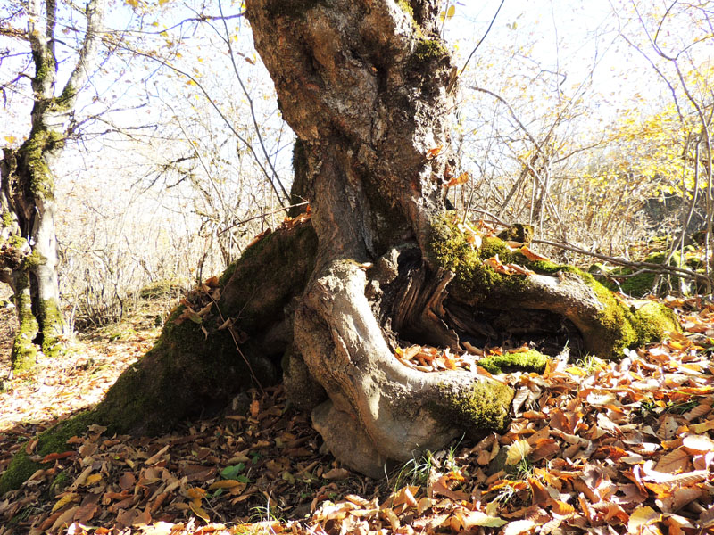 Дерево с тремя крупными корнями. Дерево с тремя крупными корнями.