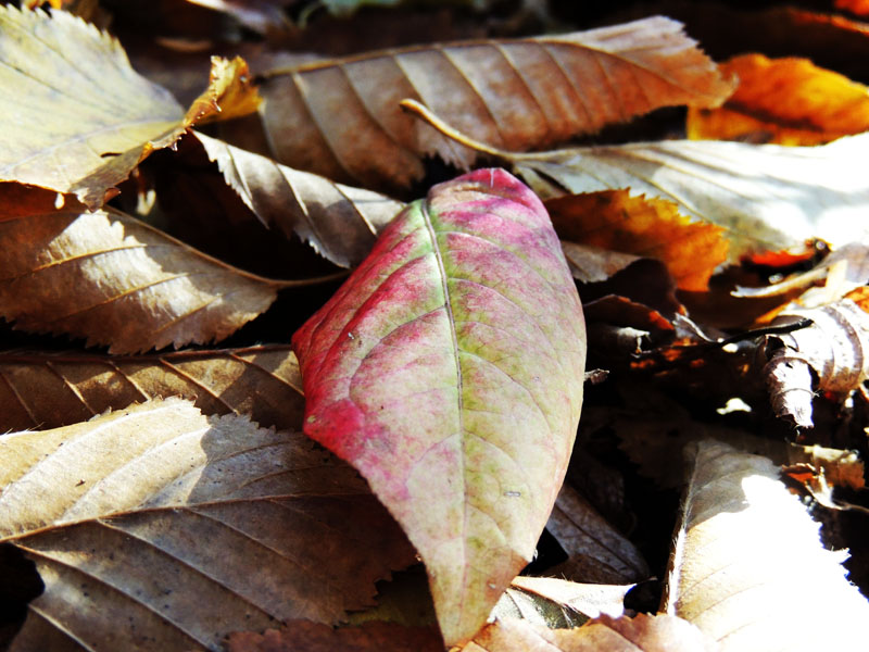 Лист с красивым оттенком. Лист с красивым оттенком.