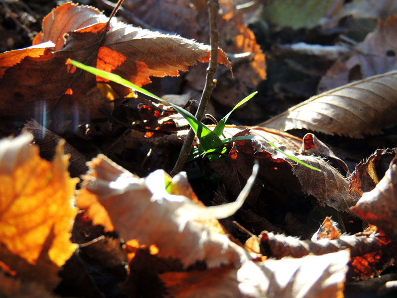 Зелёная травинка среди жухлых листьев. Зелёная травинка среди жухлых листьев.