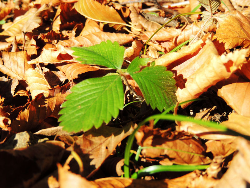 Несмотря на приближение зимы... Несмотря на приближение зимы...