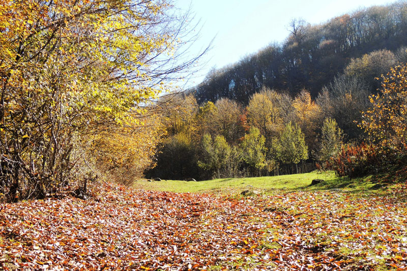 Вышли на полянку. Вышли на полянку.