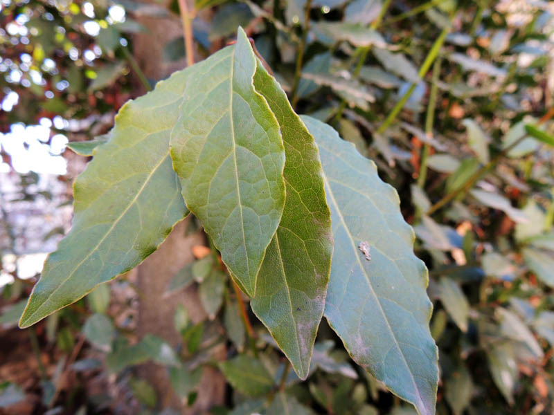 Вечно зелёные лаврики.