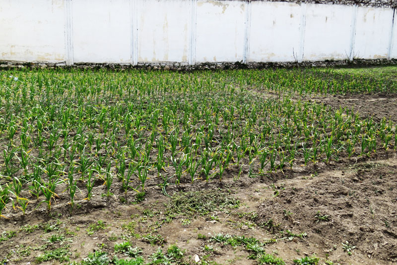 С внутренней стороны забора осужденные сажают для себя зелень, помидоры, огурцы и т.д