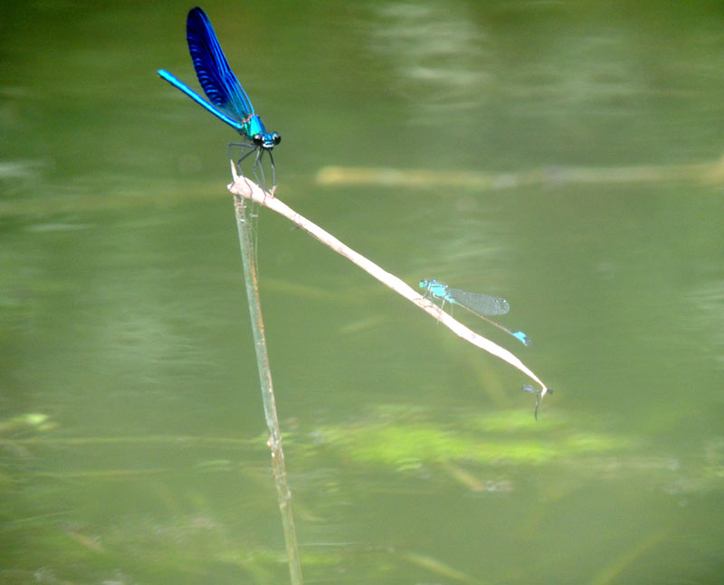 Стрекоза. Стрекоза.