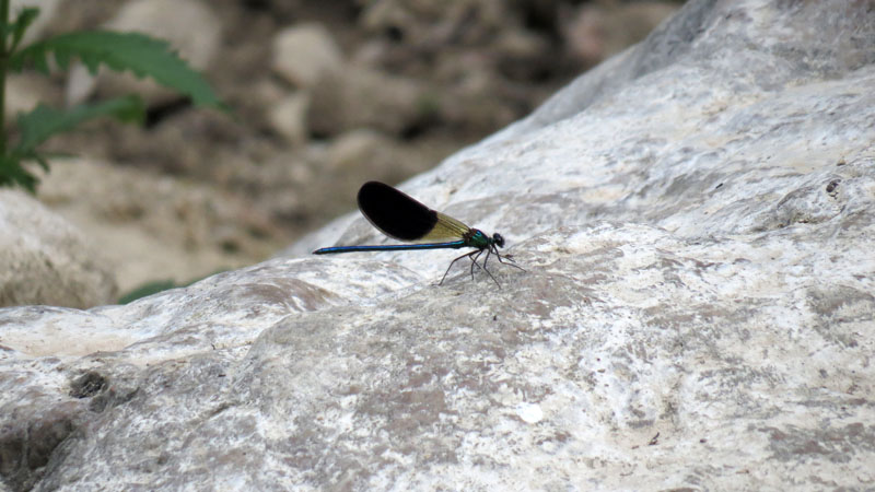 Стрекоза. Стрекоза.