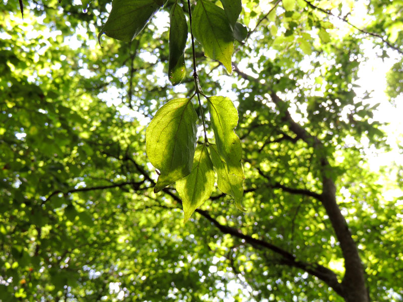 Веточка на свету. Веточка на свету.